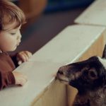 adorable-little-girl-watching-the-sheep-at-the-petting-zoo-picture-id999934786