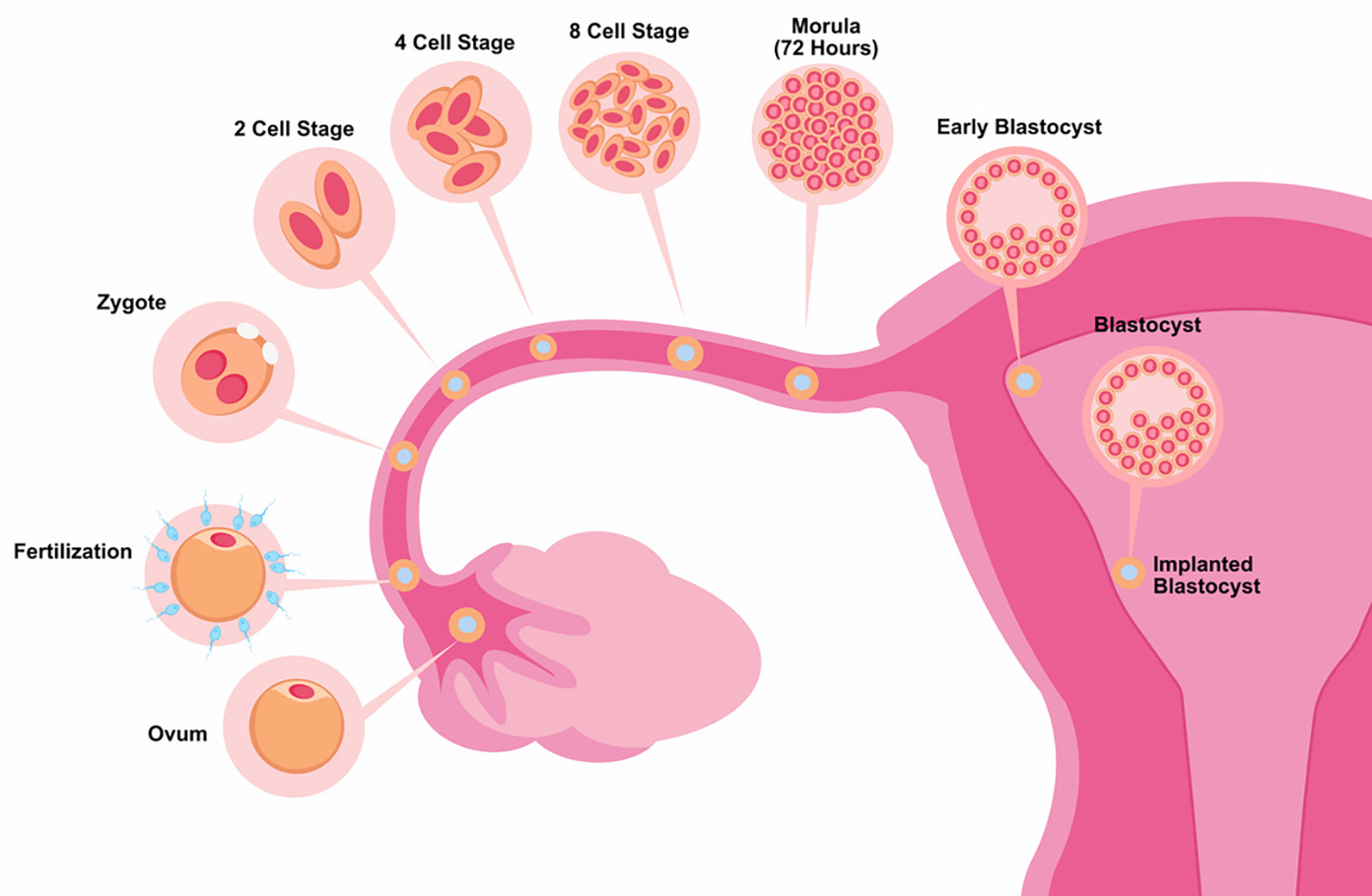 Fra befruktning til blastocyst som har festet seg i livmorslimhinnen.